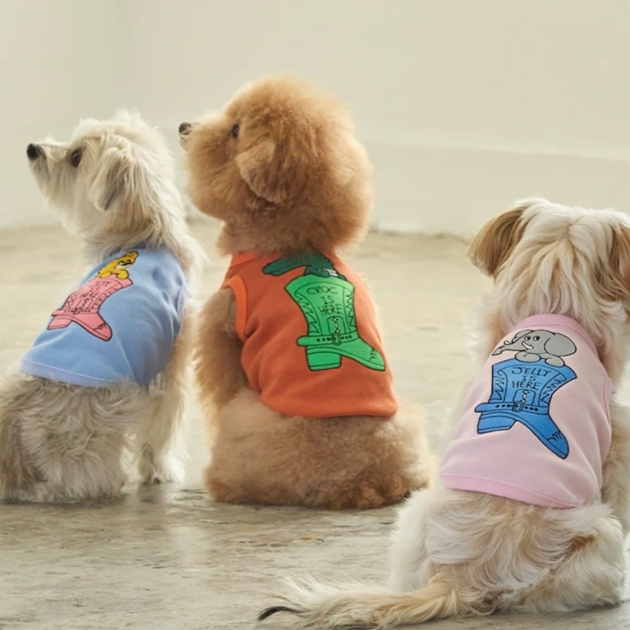 roly polyで取り扱う犬服の着用写真